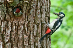 Great-Spotted-Woodpecker-T