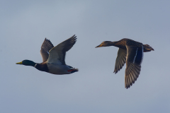 ducks-in-flight-topaz