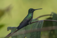 humming-bird-to-print-topaz