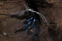 Tarantula